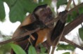 /album/photo-gallery-wildlife1/guianan-brown-capuchin-saleiro-trail-1-jpg/
